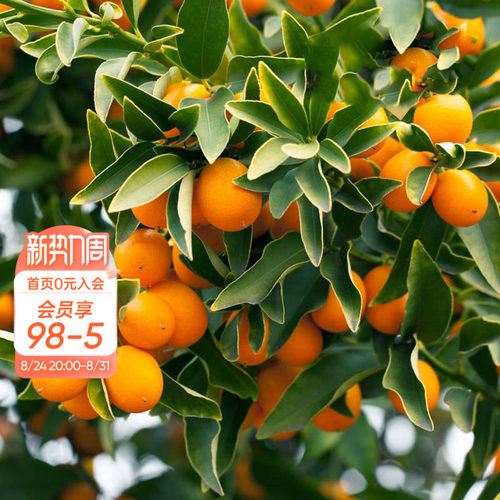 海蒂的花园家庭种植果树