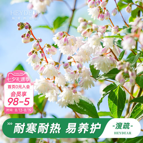 海蒂的花园溲疏铃铛庭院盆栽苗