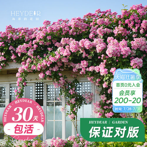 海蒂的花园藤本月季植物易活