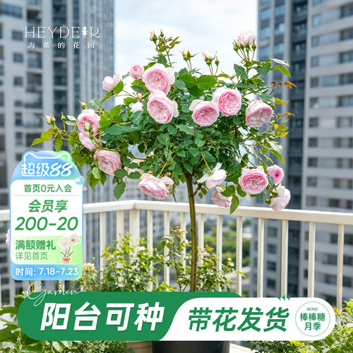 海妈家棒棒糖月季带花苞发货