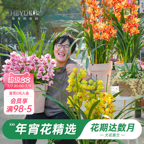 海蒂的花园大花蕙兰盆栽花苗