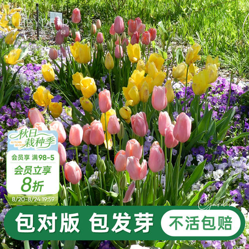 郁金香自然球春季开花球根花卉
