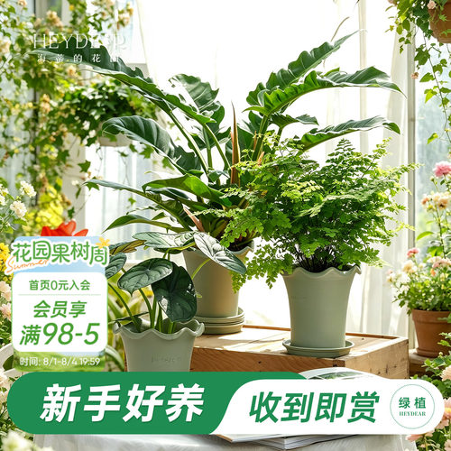 海蒂的花园绿植成品套盆桌面盆栽