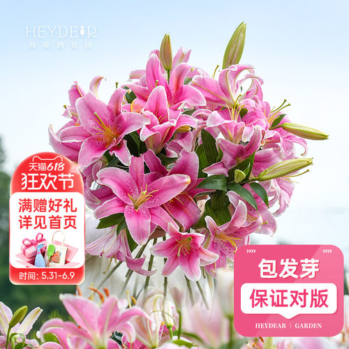 进口百合种球包对版包发芽