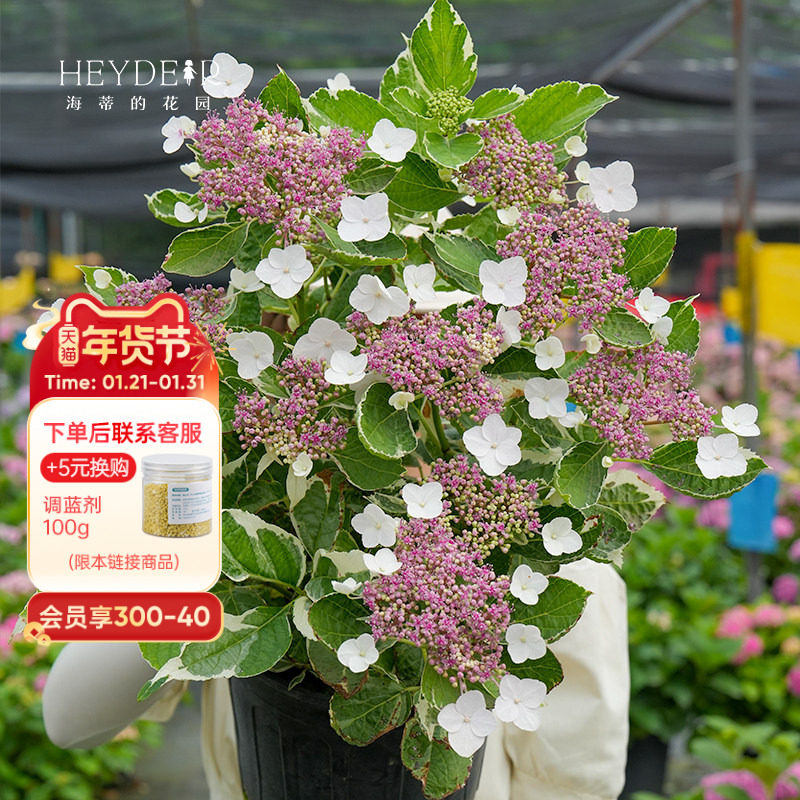 海蒂的花园 银边绣球多年生耐阴观叶观花阳台庭院植物花卉盆栽苗,鲜花速递/花卉仿真/绿植园艺,绣球/木绣球/木本植物,淘宝优惠券,粉丝福利购,淘宝优惠卷
