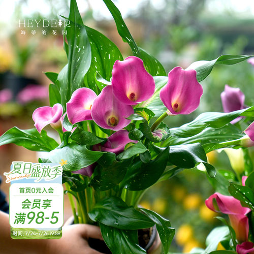 多年生庭院彩色马蹄莲海蒂的花园