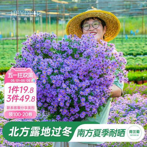 耐热耐寒开花盆荷兰菊蓝色菊花