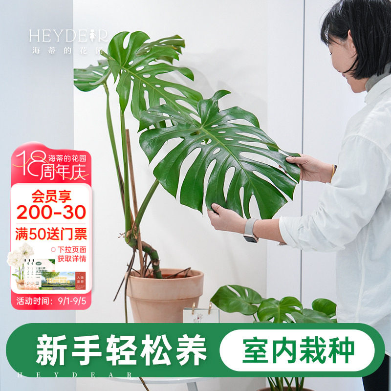 室内观叶绿植新手易养图片