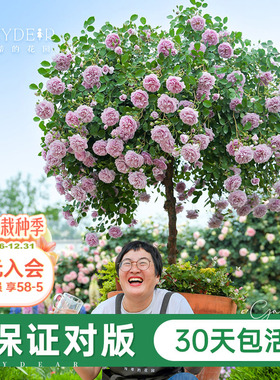 海蒂的花园旗舰店月季花苗蓝色阴雨粉色龙沙宝石爬藤月季大苗盆栽