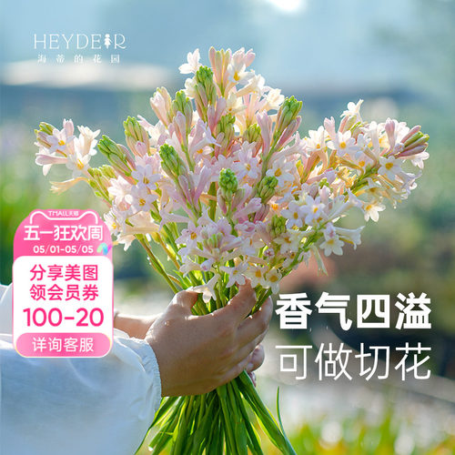海蒂的花园晚香玉露台花卉植物