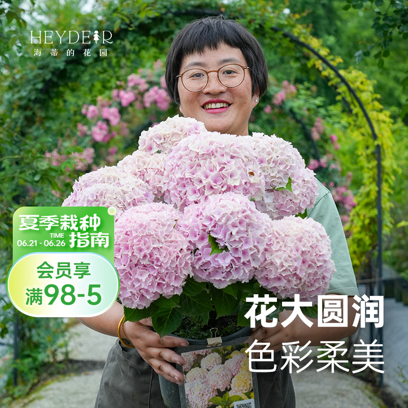 海蒂的花园魔幻海洋大花绣球花好养木本花卉阳台庭院盆栽植物花苗