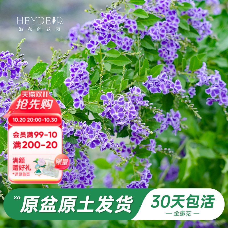 金露花紫色常绿花灌木木本花卉