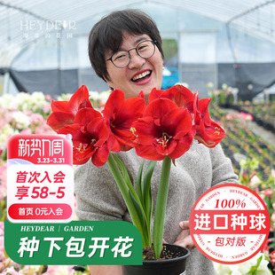 海蒂 室内年宵花 花园旗舰店南非朱顶红进口种球新年快乐种植套装