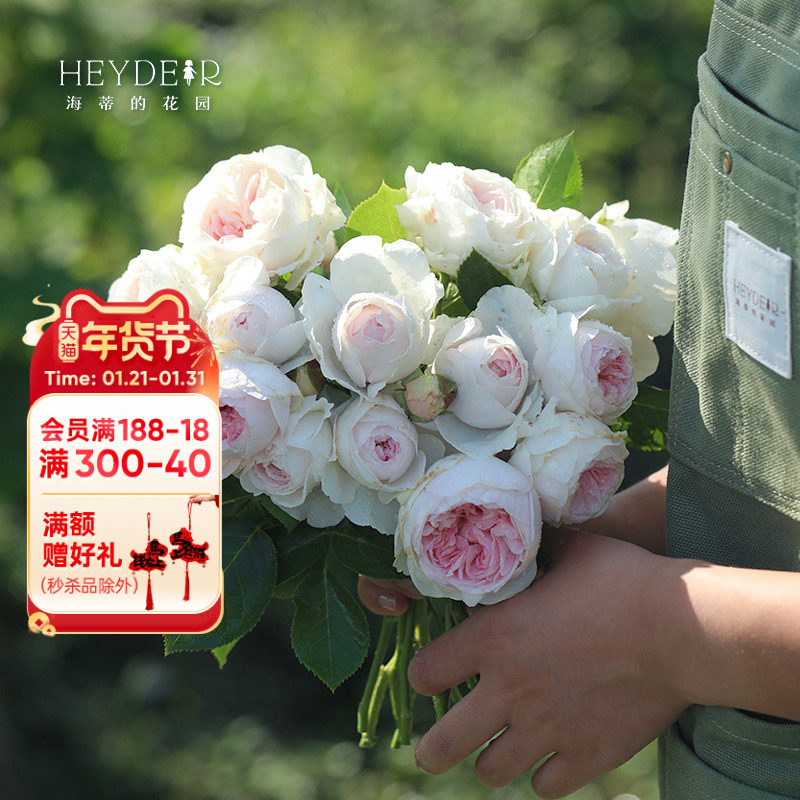 海蒂的花园克里斯蒂娜公爵夫人直立月季浓香粉色花阳台庭院盆栽苗,鲜花速递/花卉仿真/绿植园艺,月季/蔷薇/玫瑰,淘宝优惠券,粉丝福利购,淘宝优惠卷