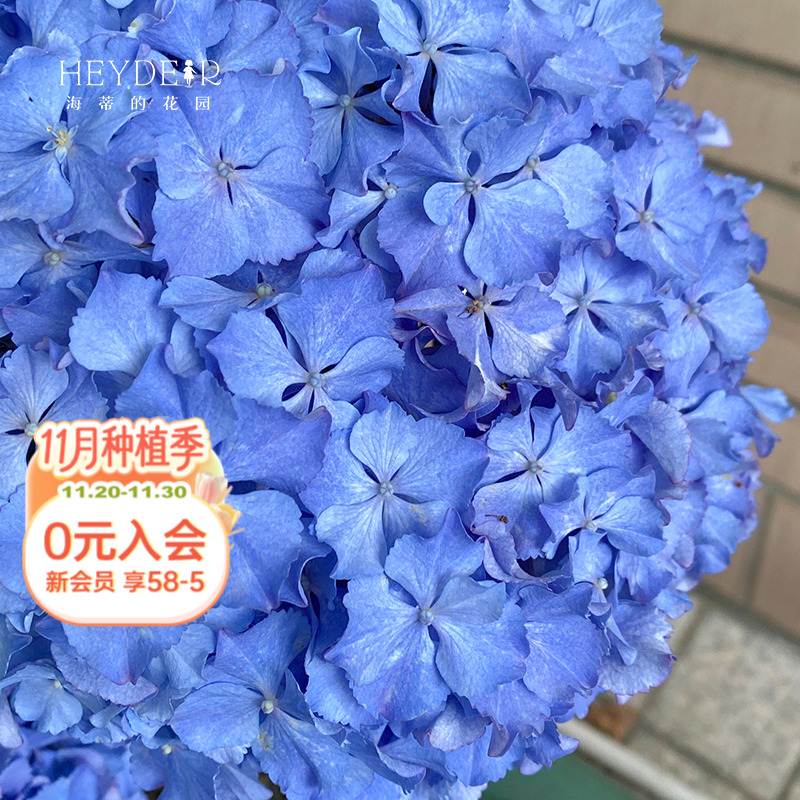 莱昂卷边绣球蓝粉可调色阳台庭院