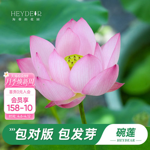 海蒂的花园水培碗莲苗