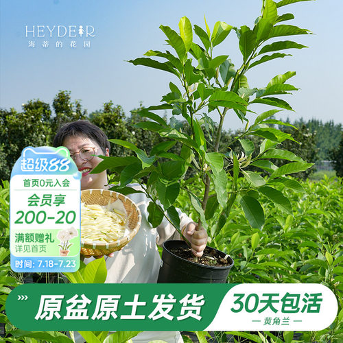 当年开花黄角兰树苗四季观叶好养