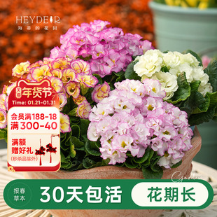 海蒂的花园旗舰店报春花苗盆栽耐寒年宵花卉玫瑰报春带花带花苞发