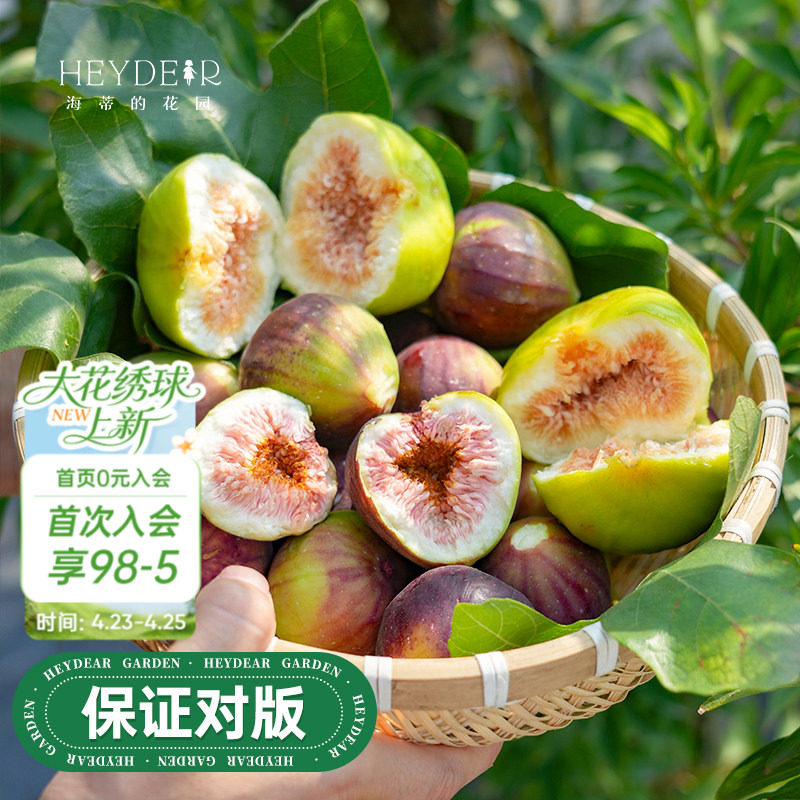 海蒂的花园旗舰店无花果树果苗家庭盆栽果树好养易结果可食用树苗