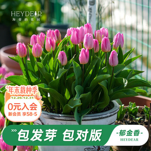 海蒂 花园旗舰店郁金香现货种球全国可种阳台盆栽庭院地栽