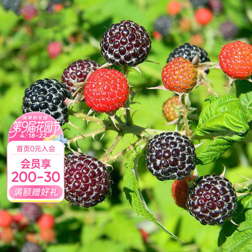 树莓果苗家庭种植可食用