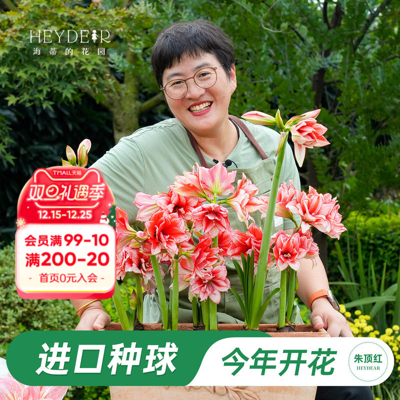 海蒂的花园旗舰店朱顶红种球重瓣阿弗雷进口开花球花卉植物室内花