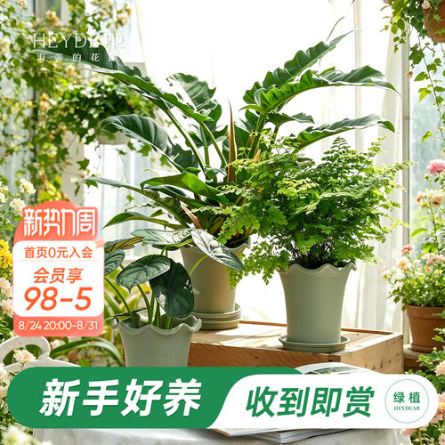 海蒂的花园绿植成品套盆桌面盆栽