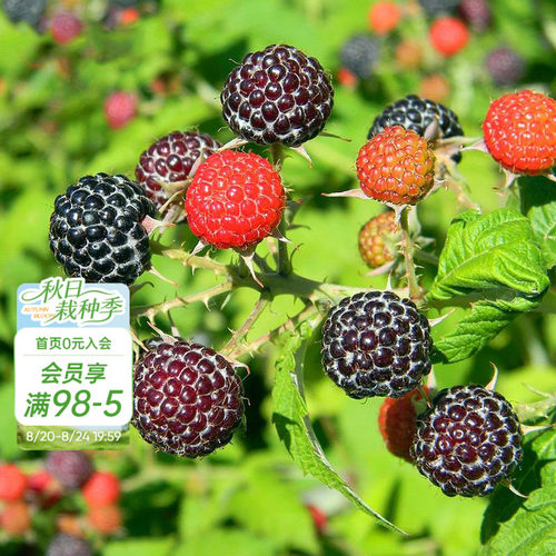 树莓果苗家庭种植可食用