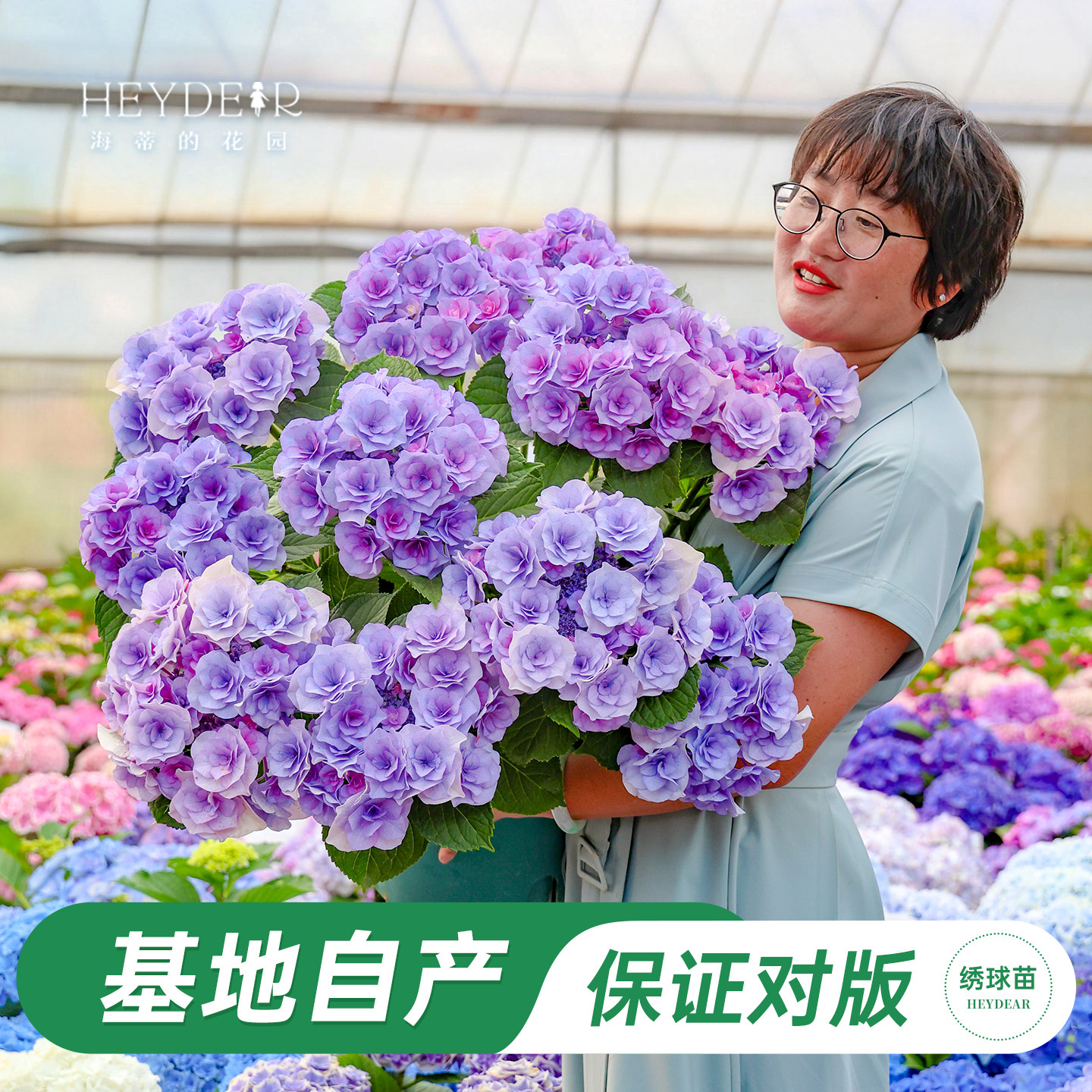 海妈家新品大花绣球数量有限										