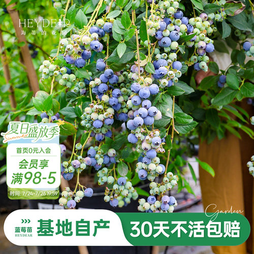 蓝莓苗当年可结果原盆原土发货