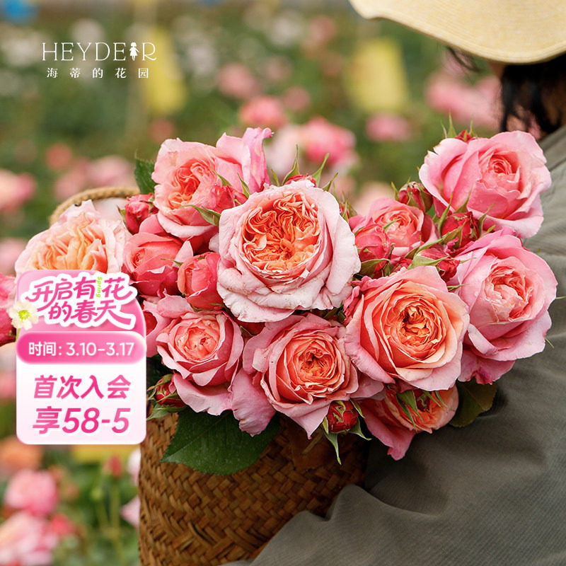 海蒂的花园 维多利亚秘密包子花型切花月季阳台庭院盆栽地栽花卉