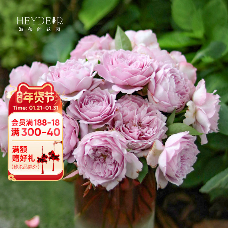 海蒂的花园 浅粉色空蒙月季浓香切花灌木抗病好阳台盆栽花卉植物,鲜花速递/花卉仿真/绿植园艺,月季/蔷薇/玫瑰,淘宝优惠券,粉丝福利购,淘宝优惠卷