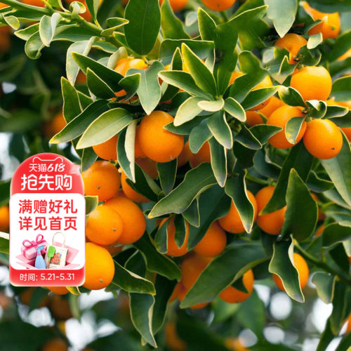 海蒂的花园家庭种植果树