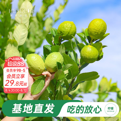 香水柠檬树树苗植物盆栽