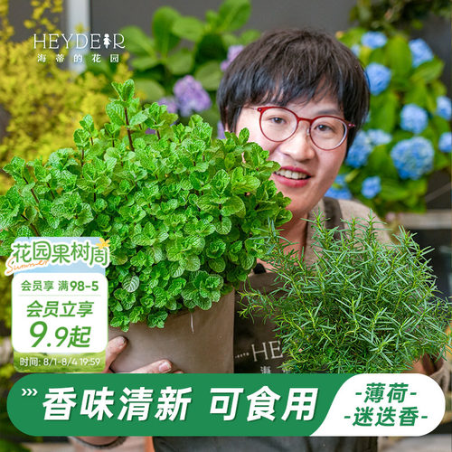 牛排用迷迭香盆栽可食用薄荷苗