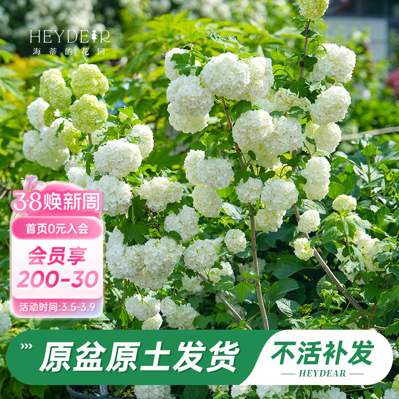 海蒂的花园旗舰店欧洲木绣球玫瑰花苗庭院花卉盆栽植物耐寒树苗 - 海蒂的花园旗舰店