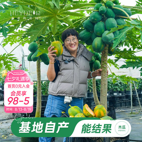 海蒂的花园旗舰店木瓜盆栽苗树苗南方种植庭院盆栽地栽果树果苗