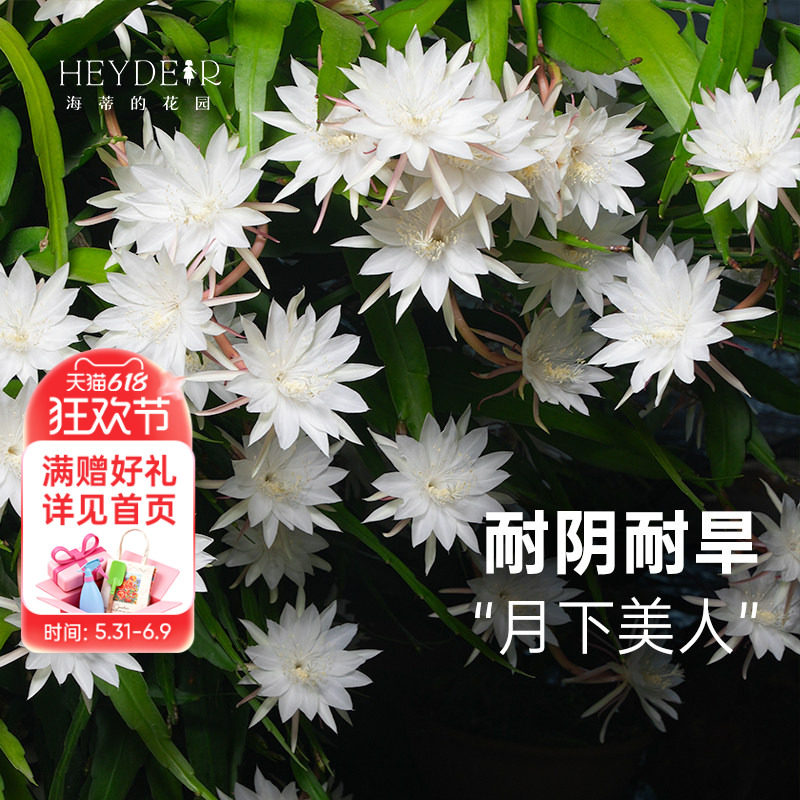 海蒂的花园旗舰店小叶昙花盆栽苗鱼骨令箭阳台庭院耐阴植物花卉