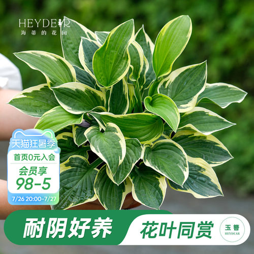 海蒂的花园玉簪阳台庭院观叶