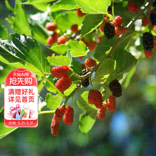 果桑桑葚水果树苗美味营养
