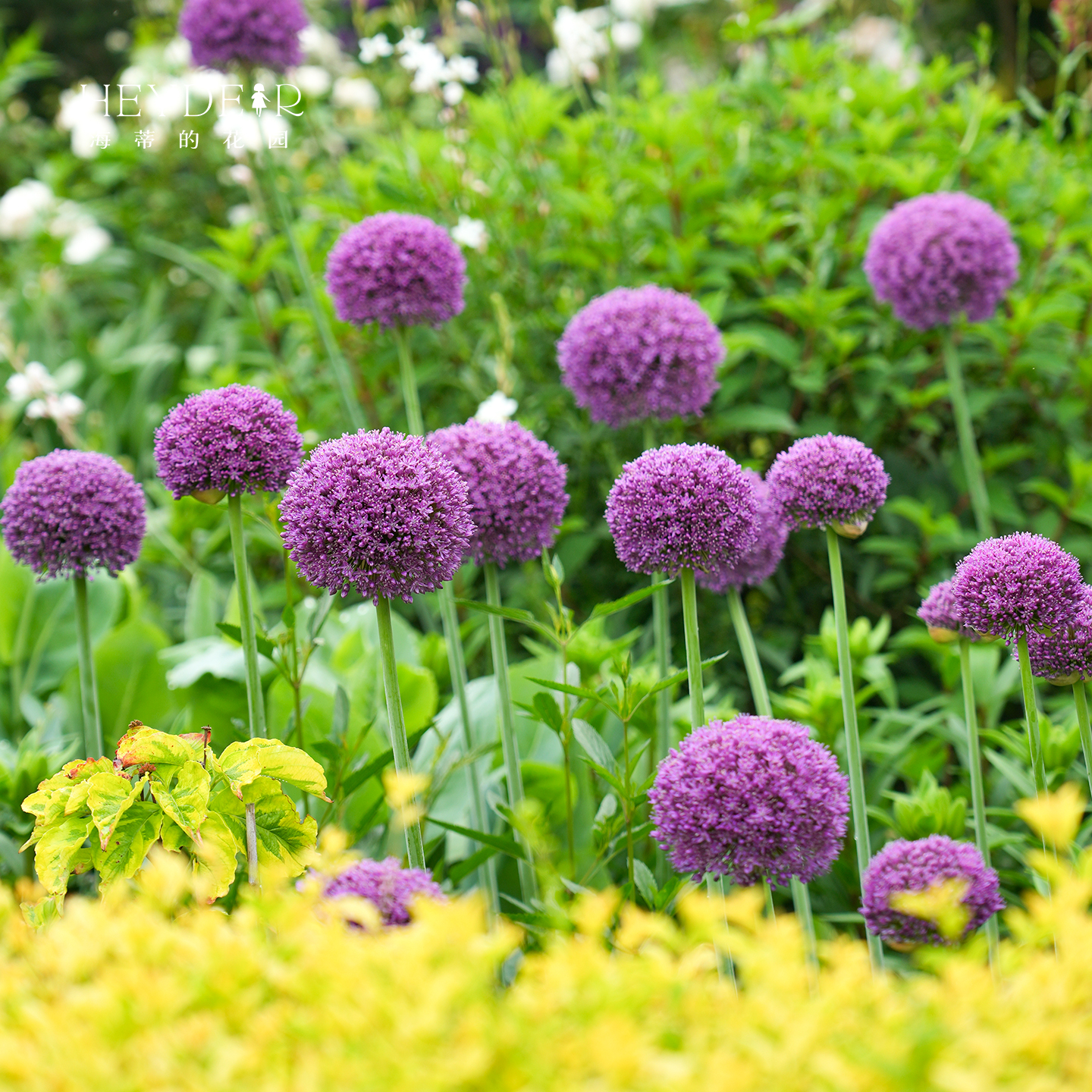 多年生种球海蒂的花园夏季
