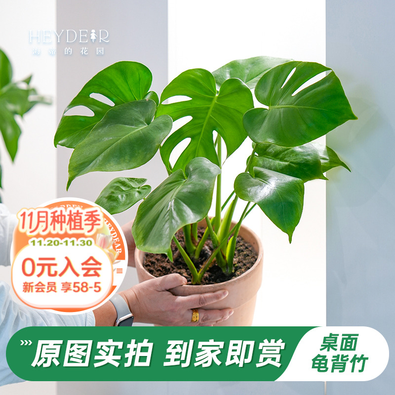 室内绿植观叶轻奢简约好养