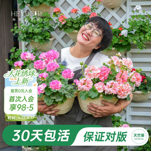 海妈家天竺葵多季节开花包对版