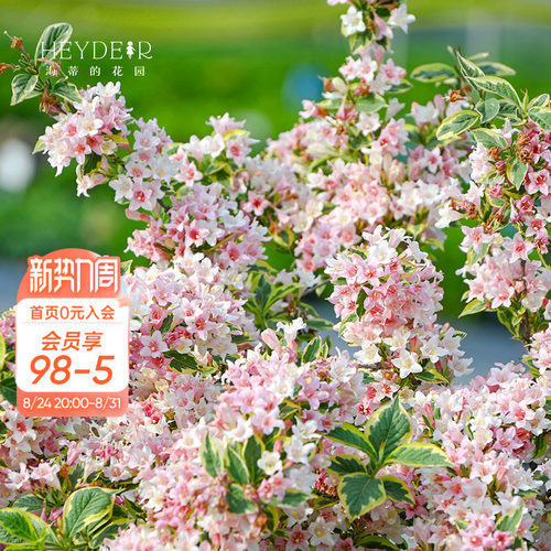耐热耐寒花园灌木北方露地过冬