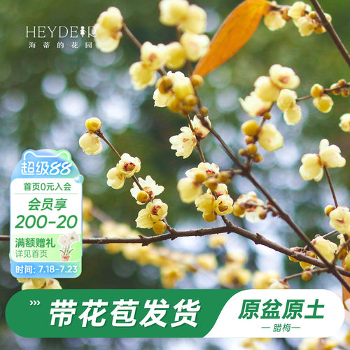 海蒂的花园腊梅花苗易活好养