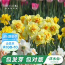 花园旗舰店洋水仙种球进口重瓣大花球根花卉植物裸球根预售 海蒂