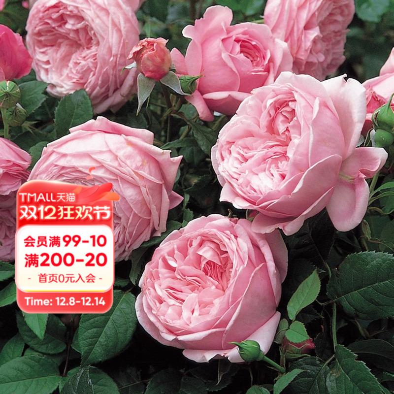 海蒂的花园攀援月季庭院花卉植物