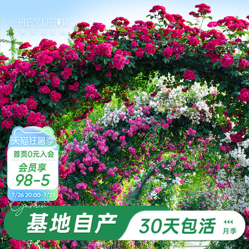 海蒂的花园藤本月季花卉盆栽