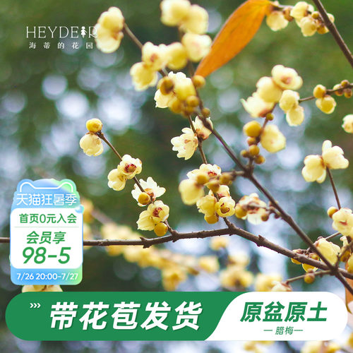 海蒂的花园腊梅花苗易活好养