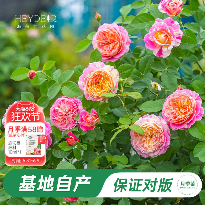 海蒂的花园 莫奈直立月季欧月四季好养阳台庭院花卉植物盆栽花苗
